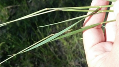 Dichanthelium pinetorum