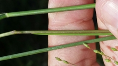 Dichanthelium pinetorum