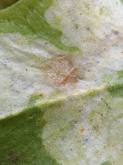 Phytoliriomyza felti