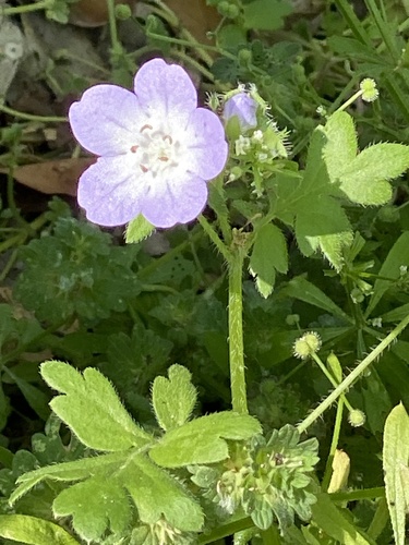 Largeflower baby blue eyes (Nemophila phacelioides)