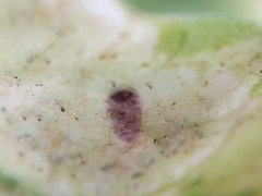 Phytoliriomyza felti