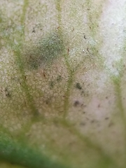 Phytoliriomyza felti