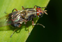 Euryneura