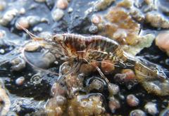 Heptacarpus pugettensis