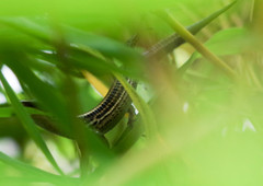 Pholidobolus montium