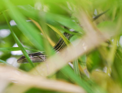 Pholidobolus montium