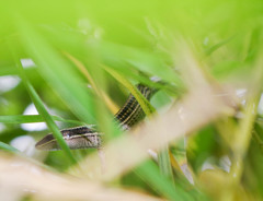 Pholidobolus montium