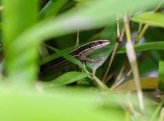 Pholidobolus montium