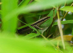 Pholidobolus montium