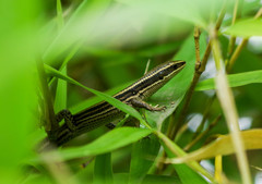 Pholidobolus montium