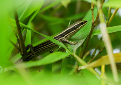 Pholidobolus montium