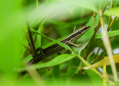 Pholidobolus montium