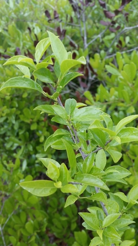 Carolina holly (Ilex ambigua)