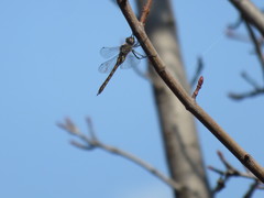 Epitheca petechialis