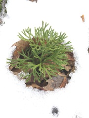 Diphasiastrum complanatum