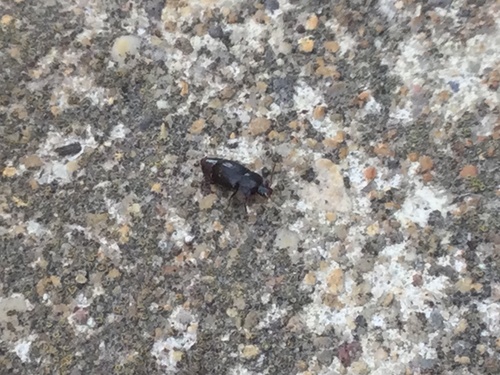 Dusky Sap Beetle photo 2