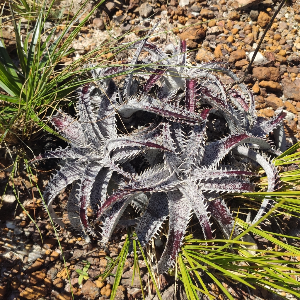 Genus Dyckia · iNaturalist