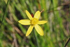 Tricoryne