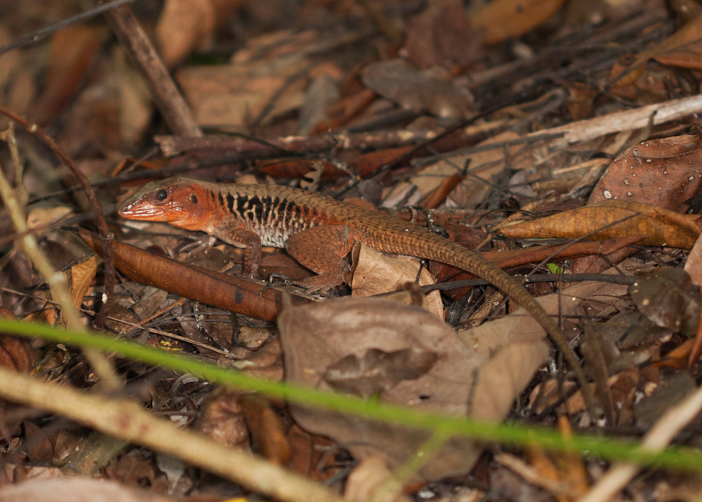 Delicate Ameiva