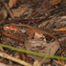 Holcosus leptophrys - Photo (c) Karl Kroeker,  זכויות יוצרים חלקיות (CC BY-NC), הועלה על ידי Karl Kroeker