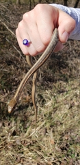 Thamnophis sirtalis