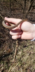 Thamnophis sirtalis