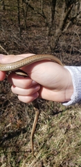 Thamnophis sirtalis