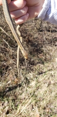 Thamnophis sirtalis