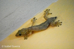 Phyllodactylus reissii