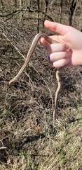 Thamnophis sirtalis