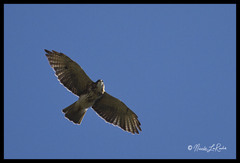 Buteo albigula