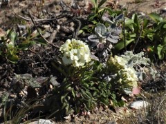 Erysimum concinnum