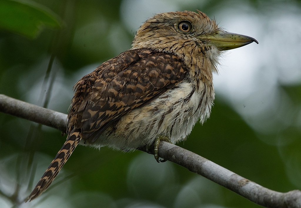 Eastern Striolated-Puffbird (Nystalus striolatus) photo