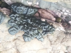 Codium convolutum