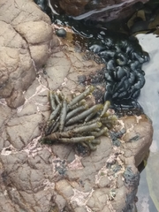 Splachnidium rugosum