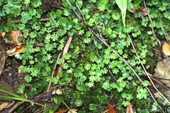 Marchantia foliacea