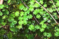 Marchantia foliacea