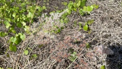 Melinis repens image