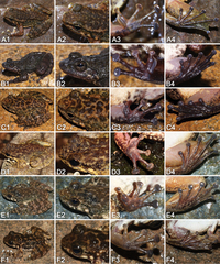Sanchiang Sucker Frog photo 3