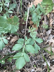 Sanicula bipinnatifida