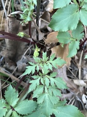 Sanicula bipinnatifida