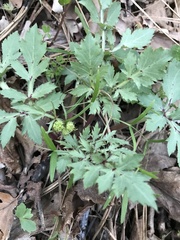 Sanicula bipinnatifida