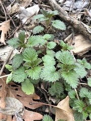 Urtica dioica