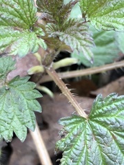Urtica dioica