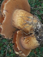 Tylopilus tabacinus