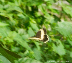 Papilio cyproeofila