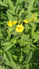 Tecoma stans