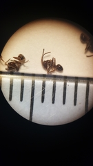 Linepithema humile