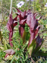 Serapias orientalis orientalis