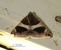 Dysgonia torrida